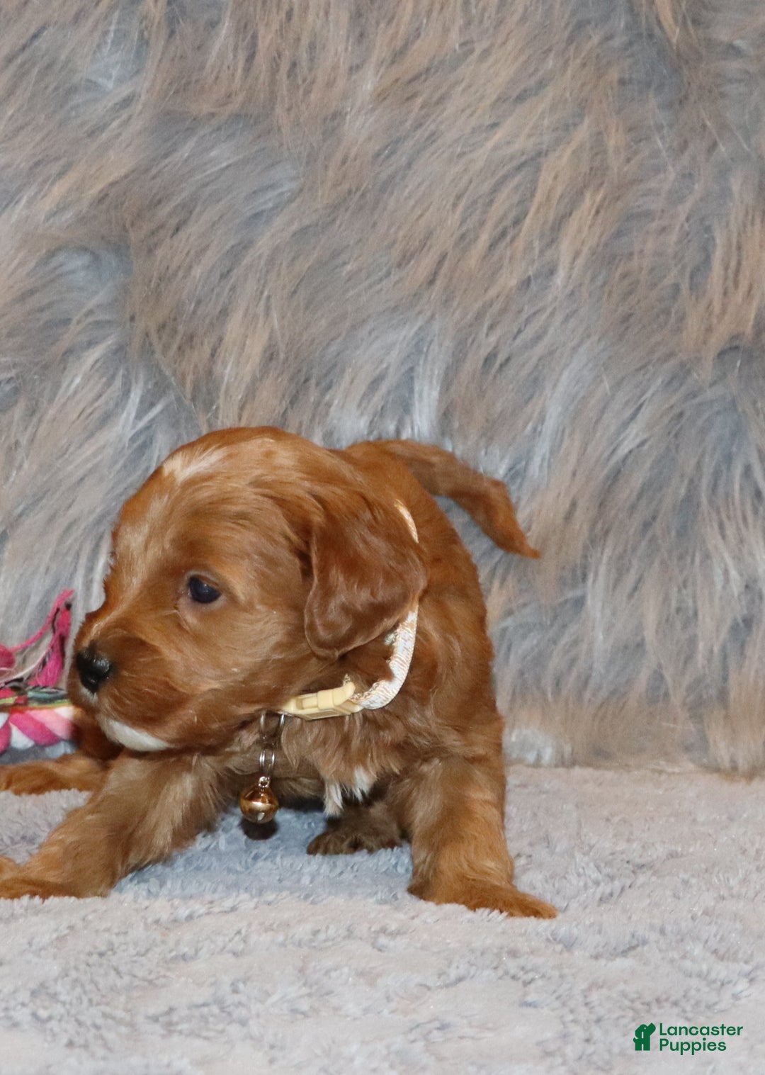 Mini Goldendoodle dogs for sale: Whitney 🌷👨‍👨‍👧‍👦💞🐕 - Ad 31