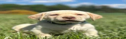 Labrador Retriever dogs for sale: Trixie - Ad 5
