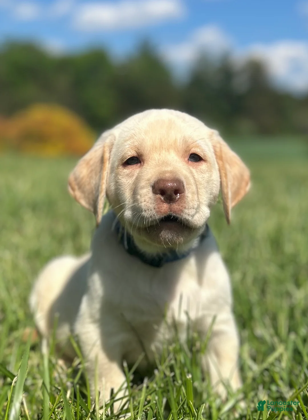 Labrador Retriever dogs for sale: Trixie - Ad 5