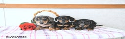 Miniature Dachshund dogs for sale: Valentine - Ad 3
