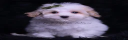 Maltipoo dogs for sale: Miso - Ad 1