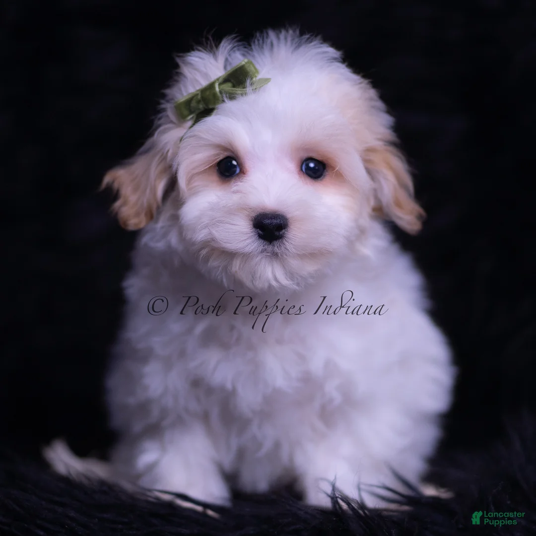 Maltipoo dogs for sale: Miso - Ad 1