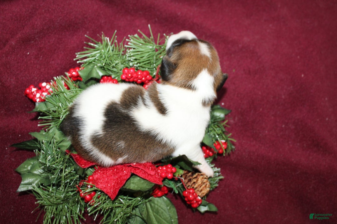 Jack Russell Terrier dogs for sale: Skittles - Ad 2