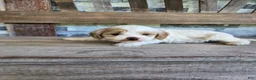 Cavapoo dogs for sale: Winston  - Ad 5
