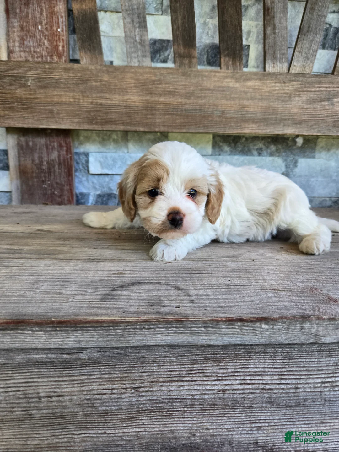 Cavapoo dogs for sale: Winston  - Ad 5