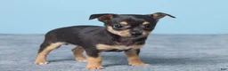 Chihuahua dogs for sale: Sammy - Ad 4
