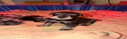 Miniature Schnauzer dogs for sale: Marigold - Ad 8