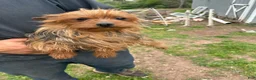 Yorkshire Terrier dogs for sale: Sarah - Ad 6