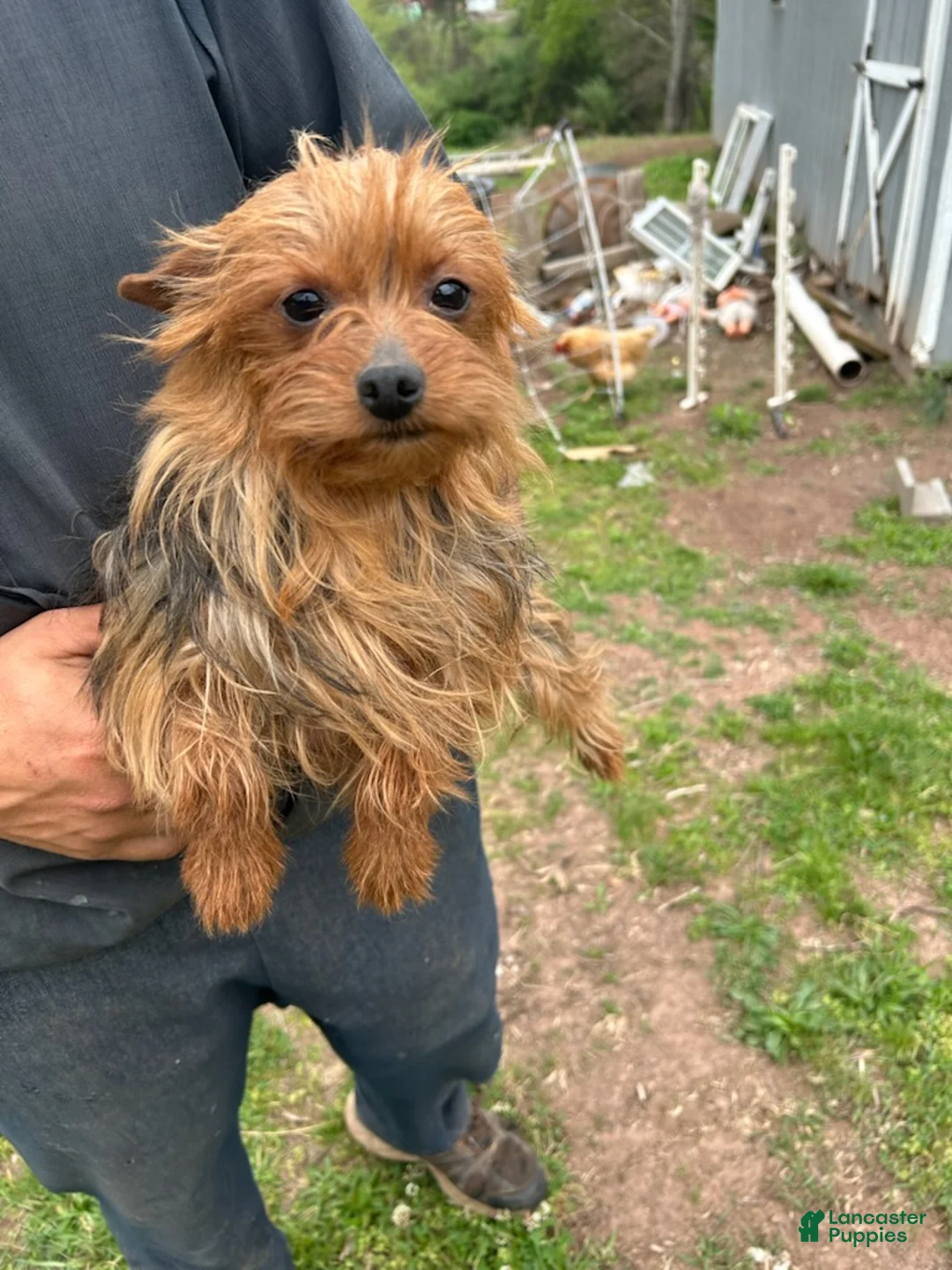 Yorkshire Terrier dogs for sale: Sarah - Ad 6