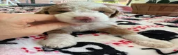 Mini Goldendoodle dogs for sale: Mini Goldendoodle 2 - Ad 7