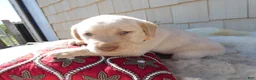 Labrador Retriever dogs for sale: Labrador Retriever 5 Rossford - Ad 3