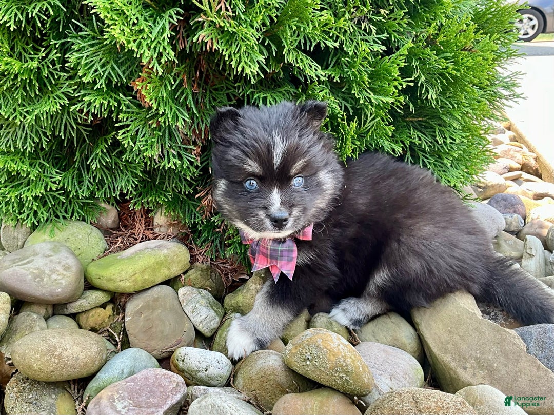 Pomsky dogs for sale: Crystal - Ad 5