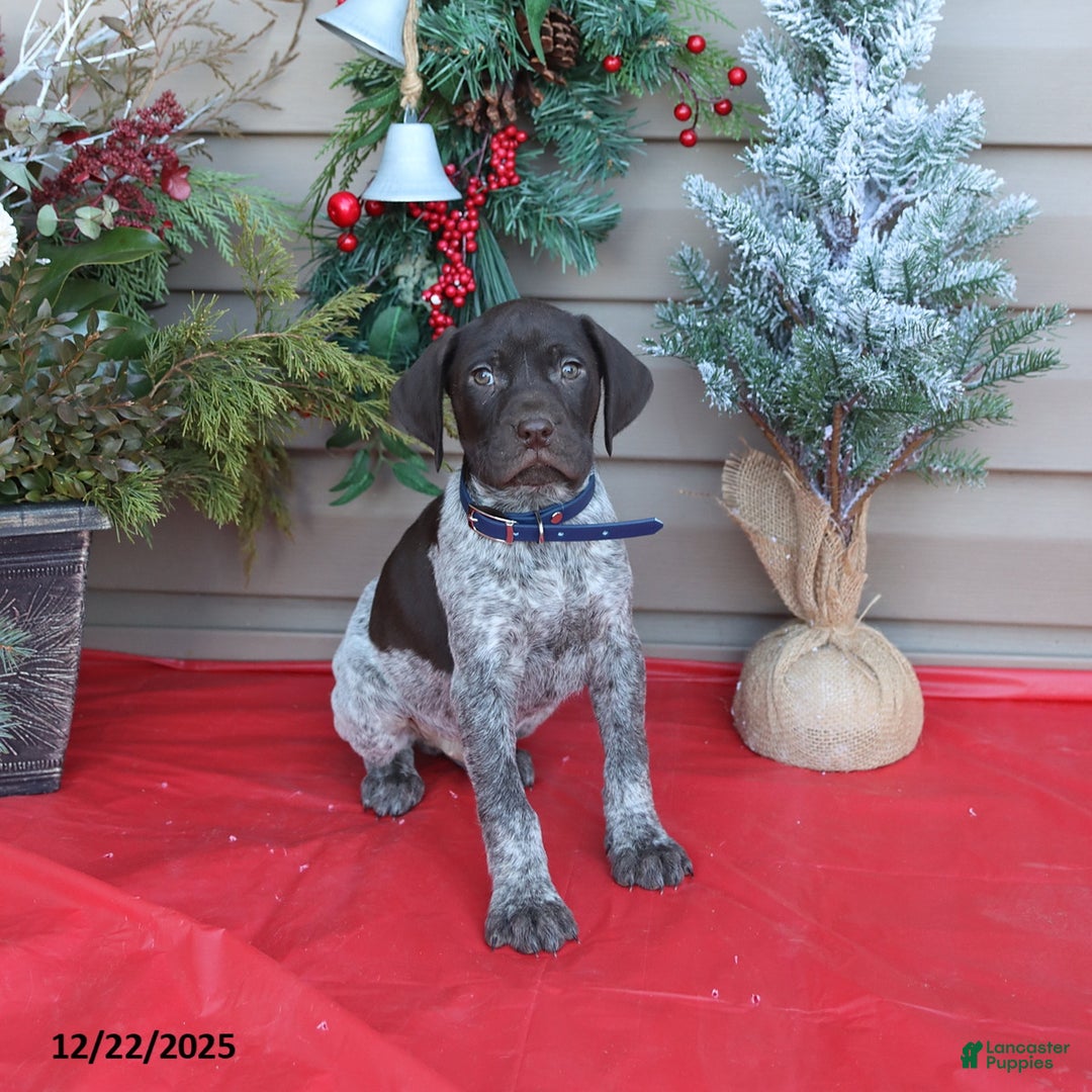 German Shorthaired Pointer dogs for sale: Leo - Ad 1