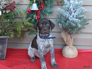 German Shorthaired Pointer dogs Leo - Ad 31