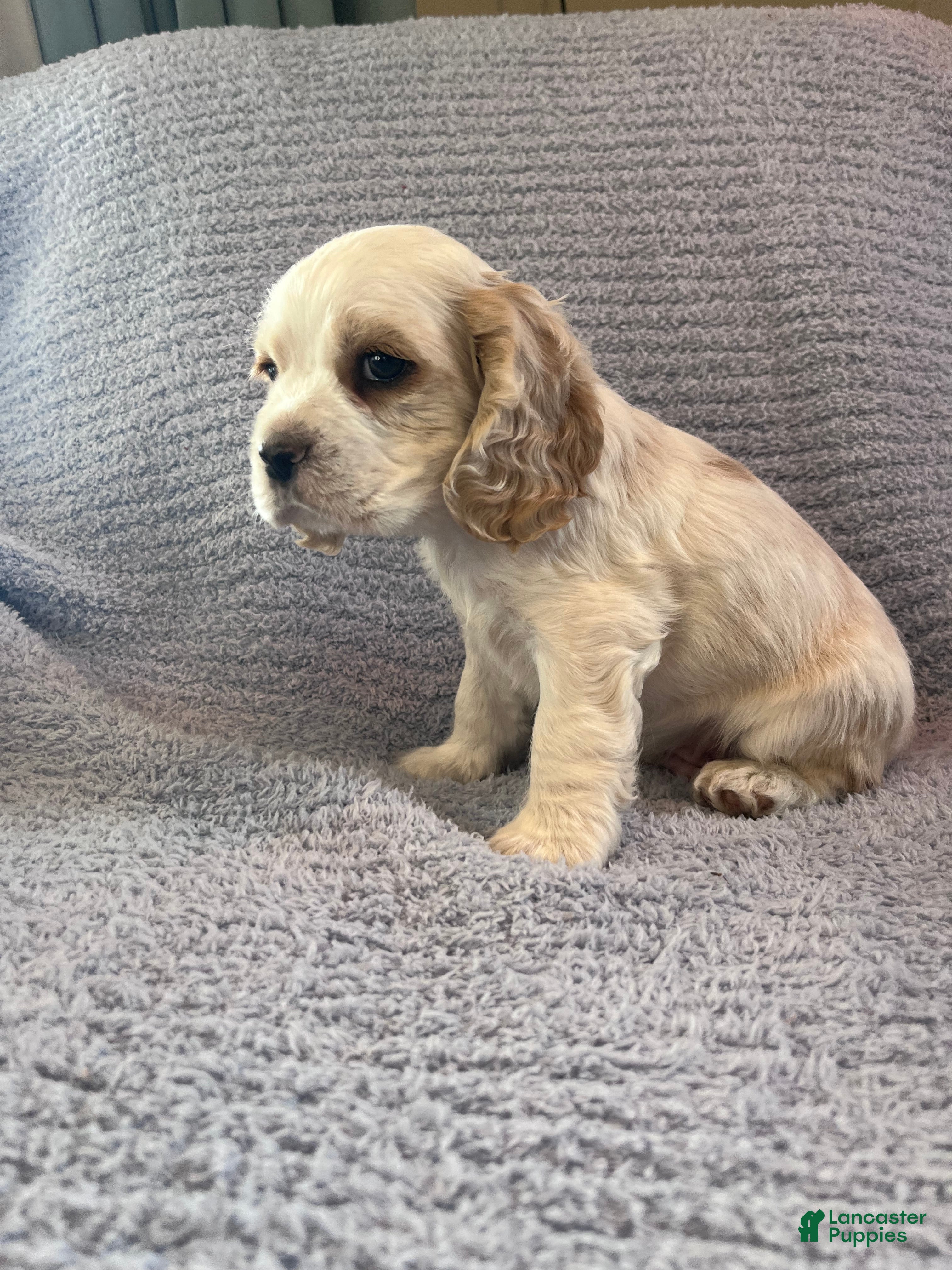 Cocker Spaniel dogs Bailey  - Ad 5