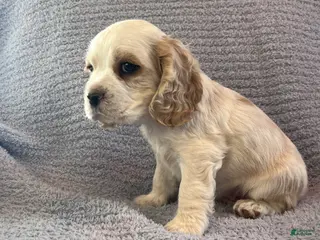 Cocker Spaniel dogs Bailey - Ad 13