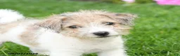 Mixed Breed dogs for sale: Fancy - Ad 5