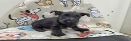 Scottish Terrier dogs for sale: Valerie - Ad 3