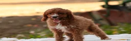 Cavapoo dogs for sale: Avery Cavapoo  - Ad 3