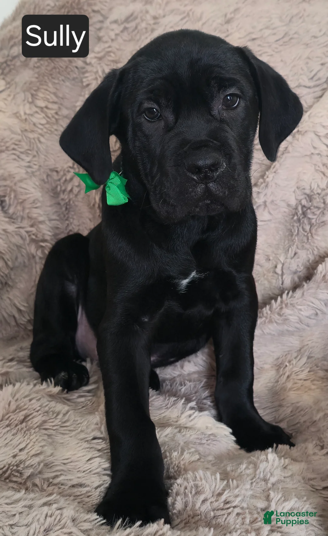 Cane Corso dogs for sale: Sully - Ad 6