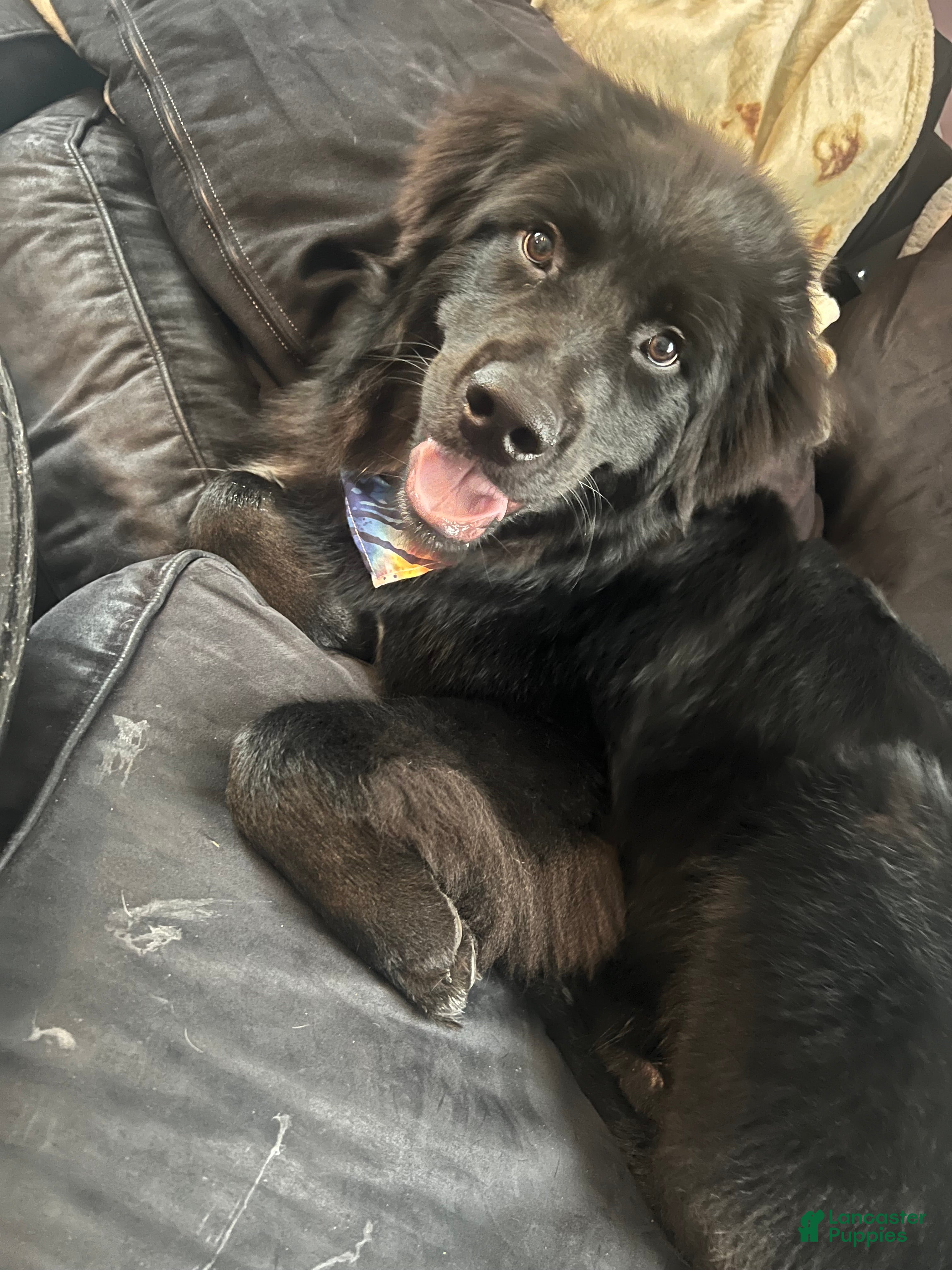 Newfoundland dogs Grizzly  - Ad 1