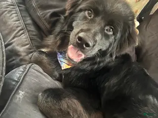 Newfoundland dogs for stud: Grizzly - Ad 1