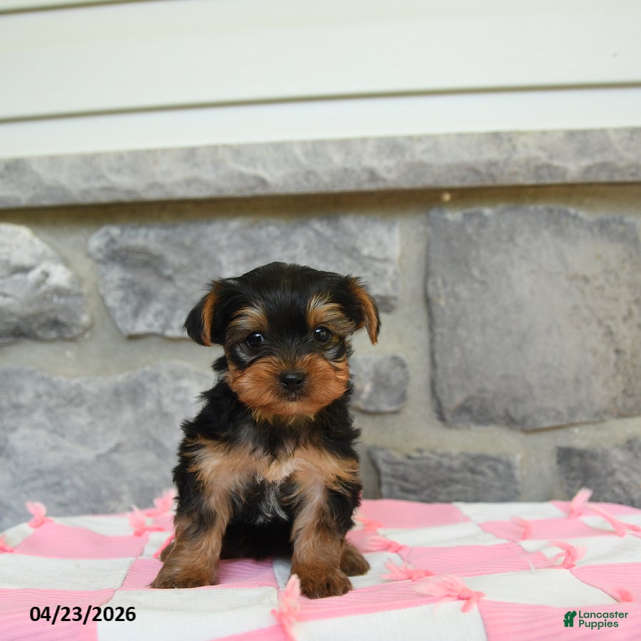 Yorkshire Terrier dogs Tuffy - Ad 1