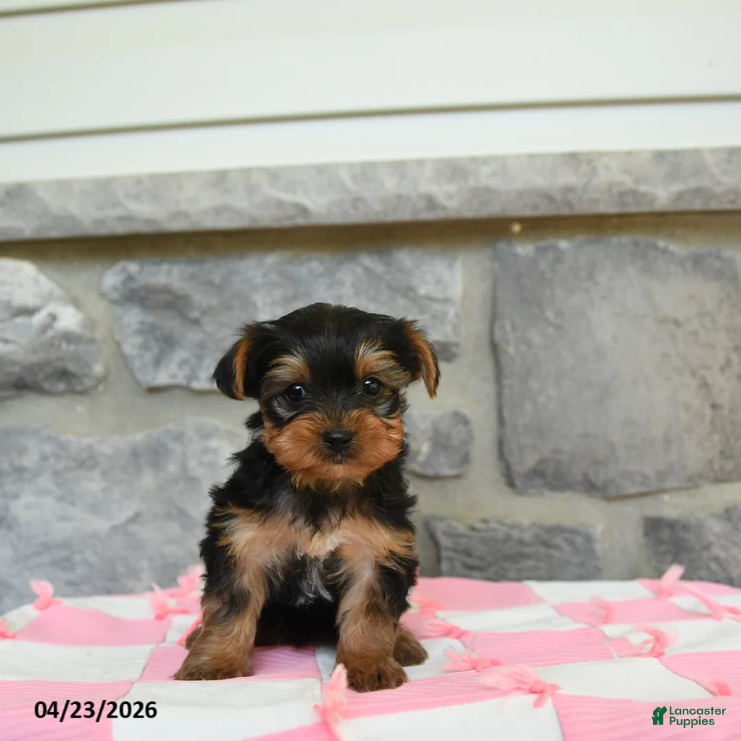 Yorkshire Terrier dogs for sale: Tuffy - Ad 1