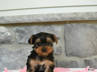 Yorkshire Terrier dogs for sale: Tuffy - Ad 4