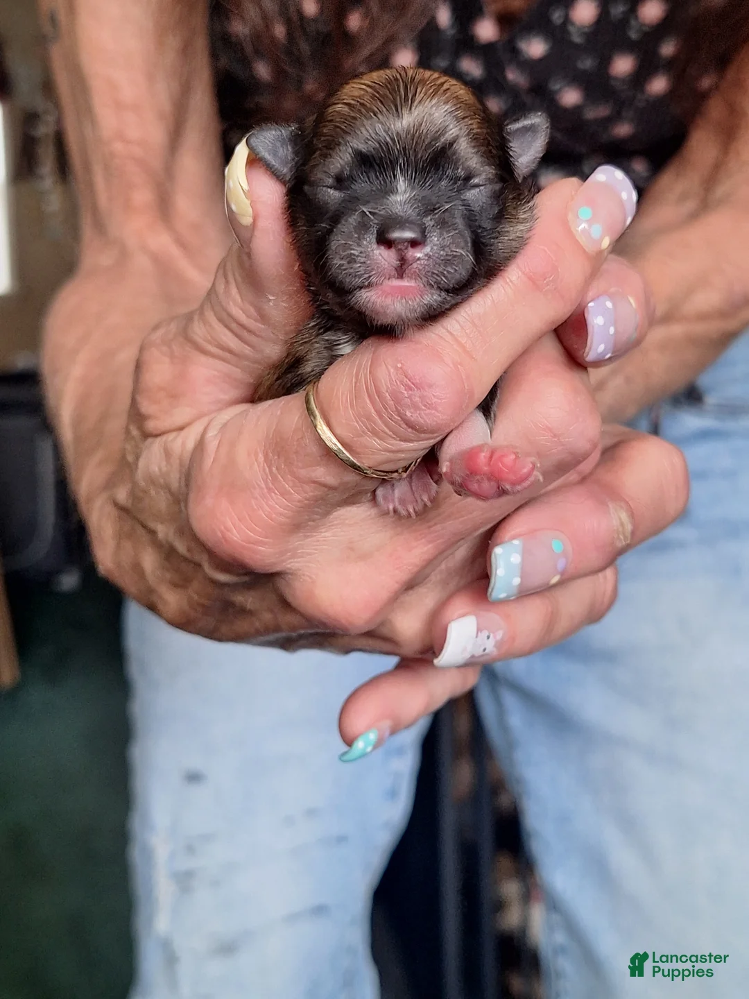 Pomeranian dogs for sale: Max - parti - Ad 2