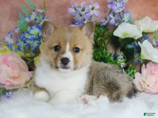 Welsh Corgi Pembroke dogs for sale: Benny - Ad 1
