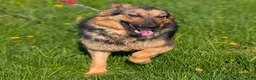 German Shepherd dogs for sale: Zeus - Ad 9