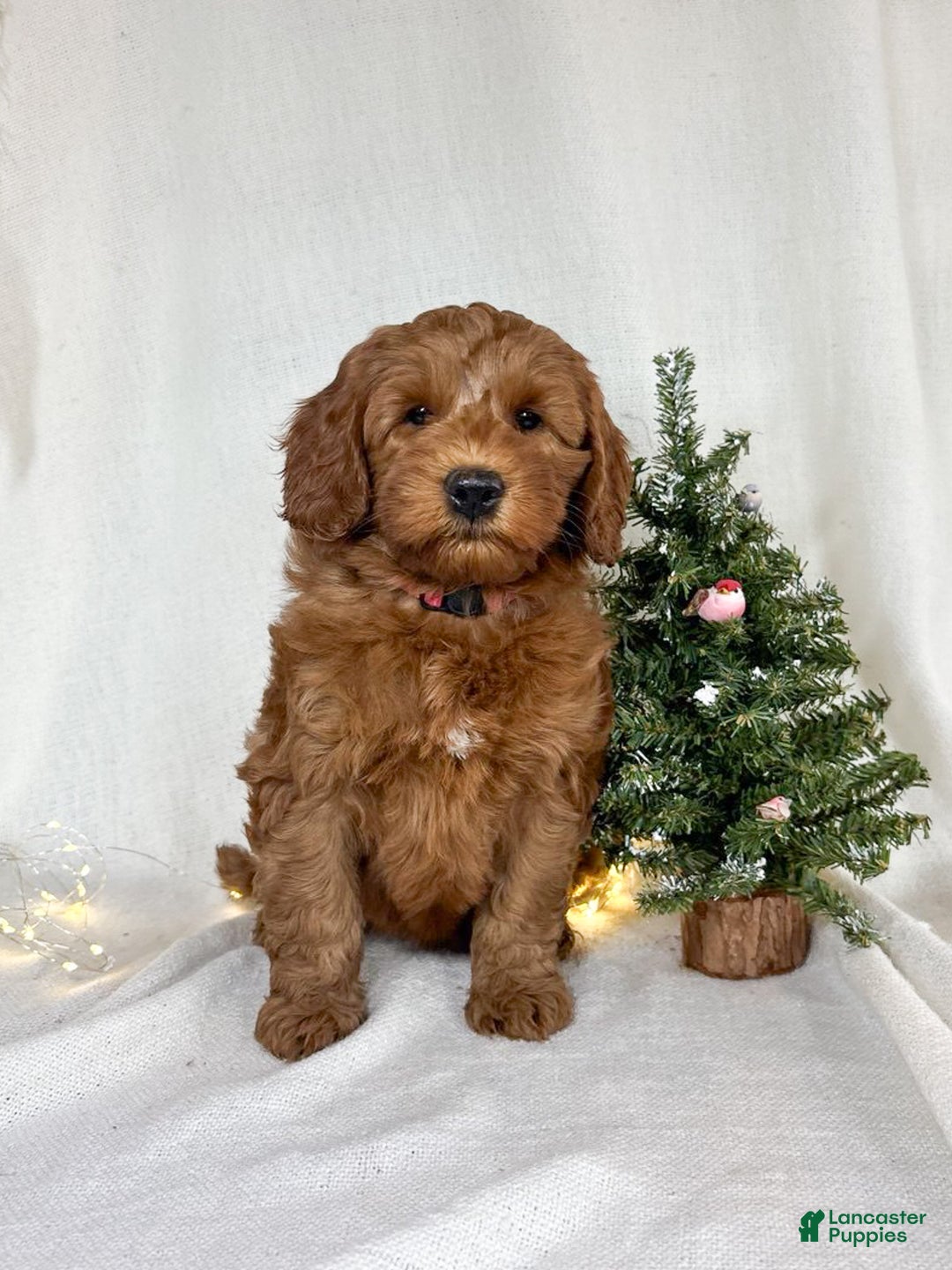 Goldendoodle dogs for sale: Ginger - Ad 9