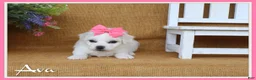 Bichon Frise dogs for sale: Ava - Ad 1