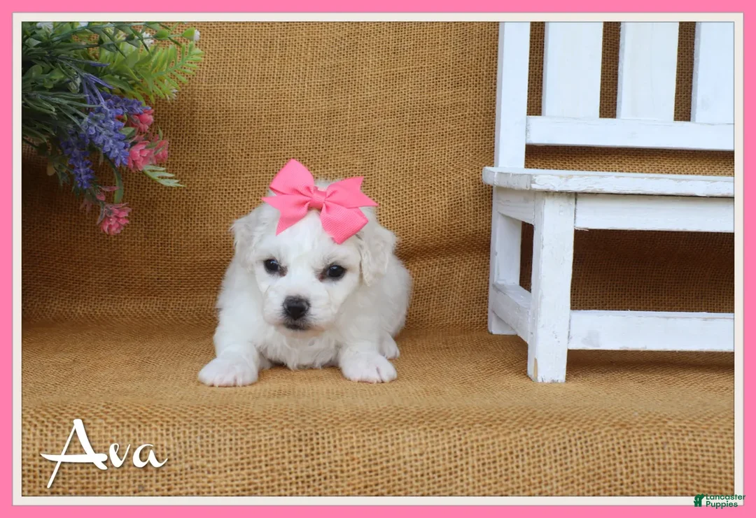 Bichon Frise dogs for sale: Ava - Ad 1