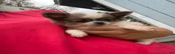 Chihuahua dogs for sale: Bandit  - Ad 3