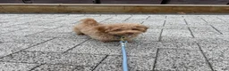 Toy Poodle dogs for sale: Charlie  - Ad 8