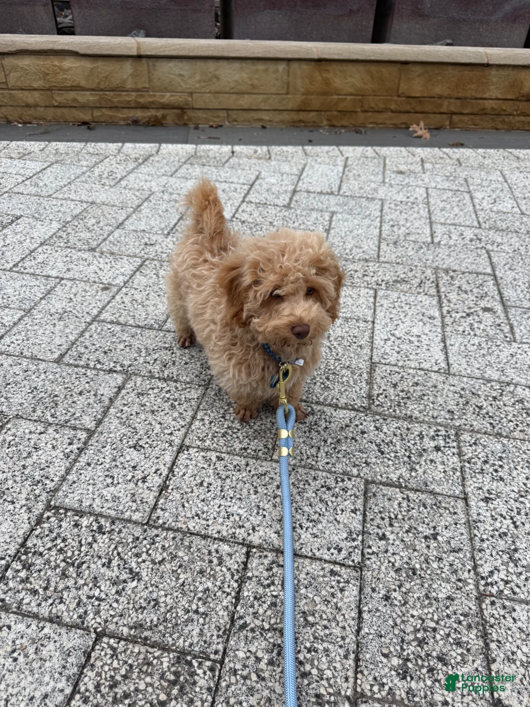 Toy Poodle dogs for sale: Charlie  - Ad 8
