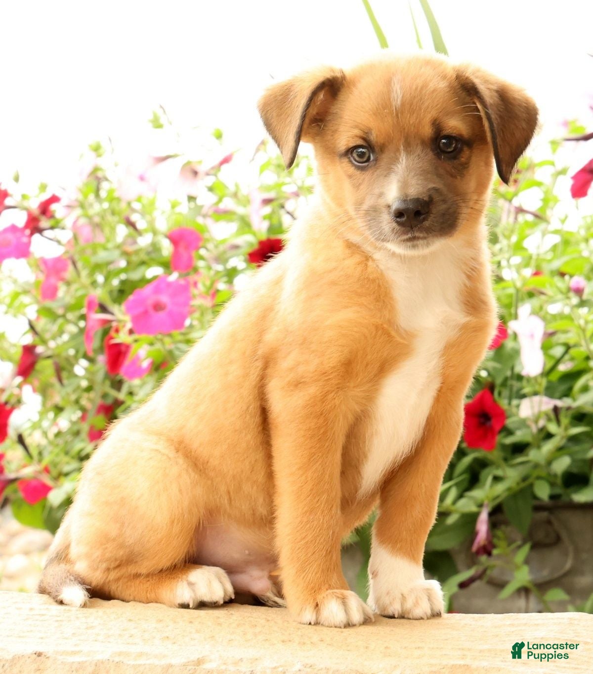 Miniature Australian Shepherd dogs Bart - Ad 1