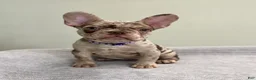 French Bulldog dogs for sale: Milano - Ad 6