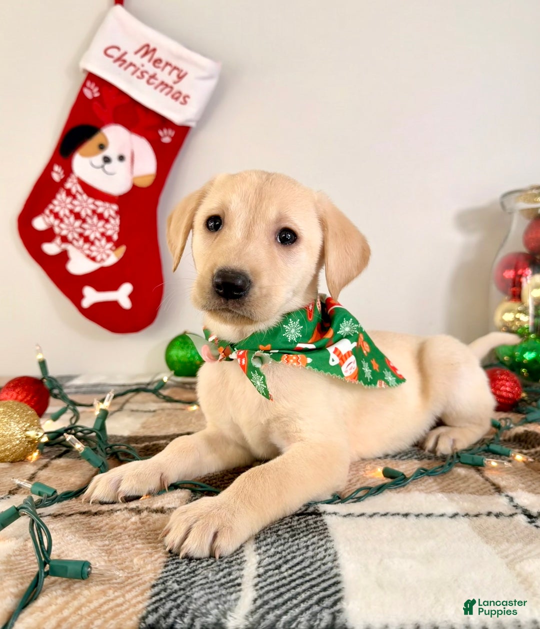 Labrador Retriever dogs for sale: Lenny - Ad 4