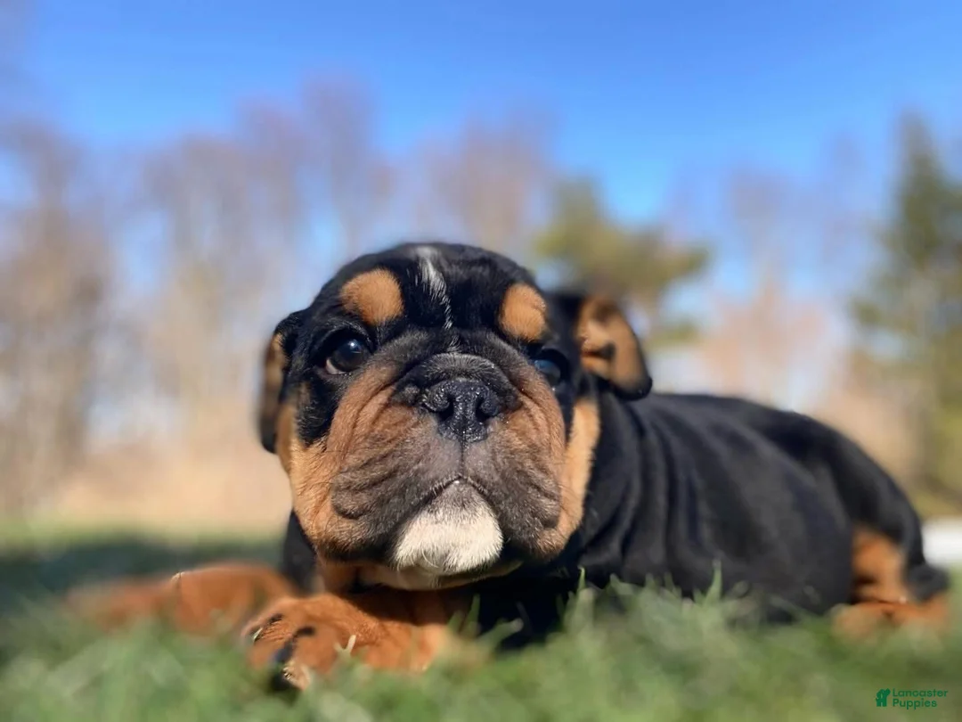 English Bulldog dogs for sale: Cuddles - Ad 1