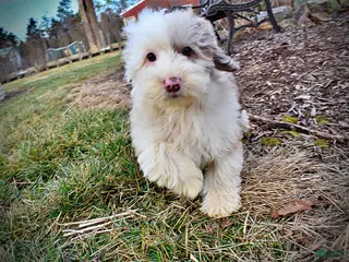 Havapoo dogs Wiggles - Ad 23