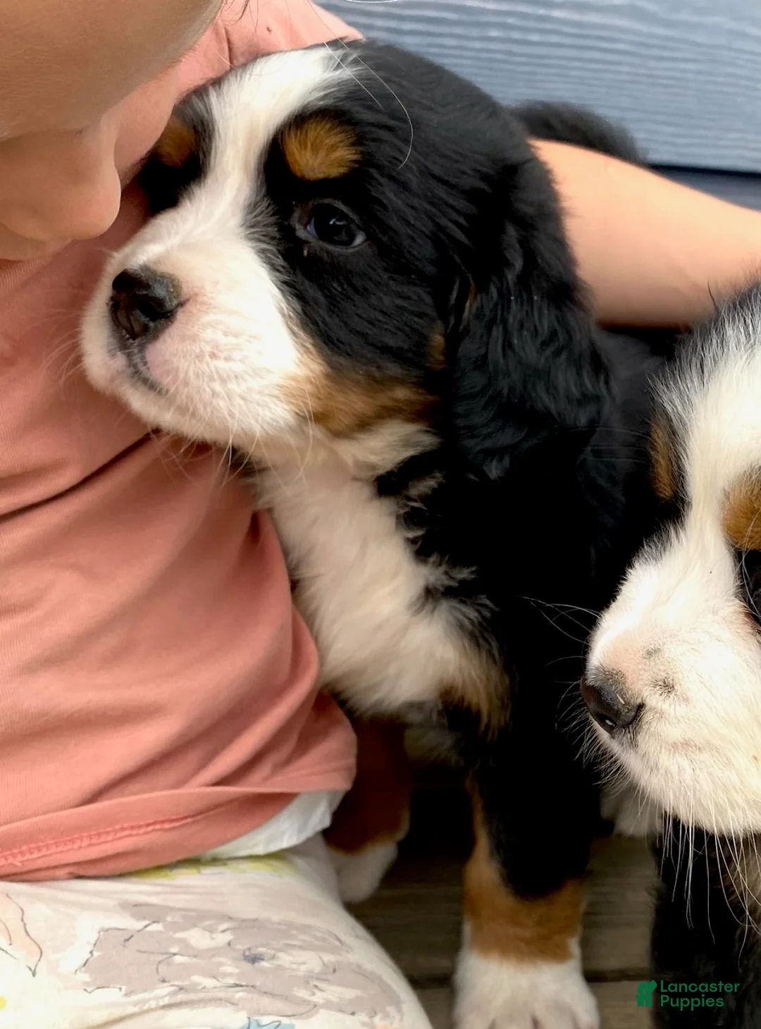 Bernese Mountain Dog dogs for sale: Boy 2  - Ad 1