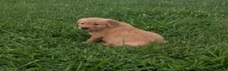 Golden Retriever dogs for sale: Rocky - Ad 4