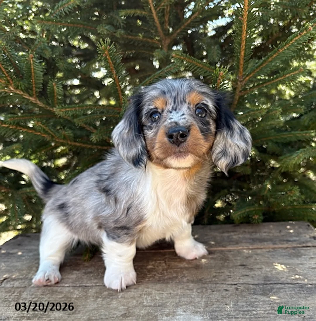 Dachshund dogs for sale: Vendo - Ad 2
