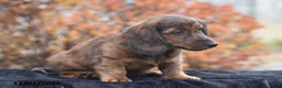 Dachshund dogs for sale: Shawn - Ad 3
