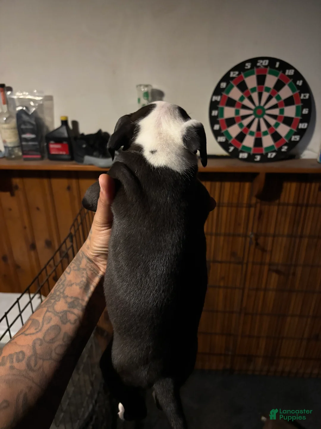 Mixed Breed dogs for sale: Mixed Breed Puppy 2 - Ad 3