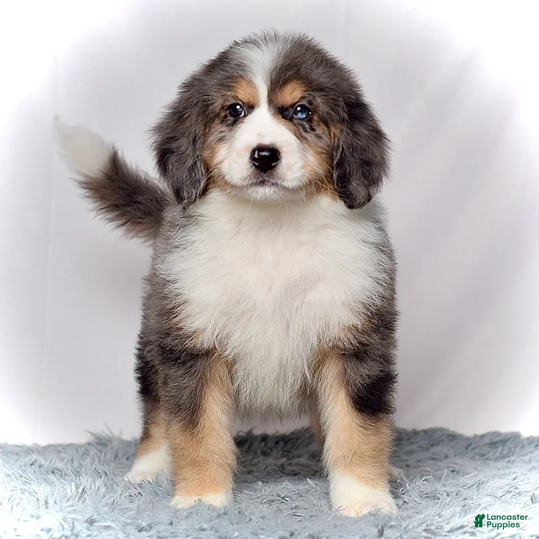 Bernedoodle dogs for sale: Ms. Venus - Ad 1