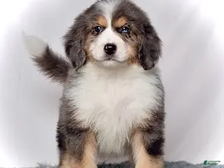 Bernedoodle dogs Ms. Venus - Ad 18